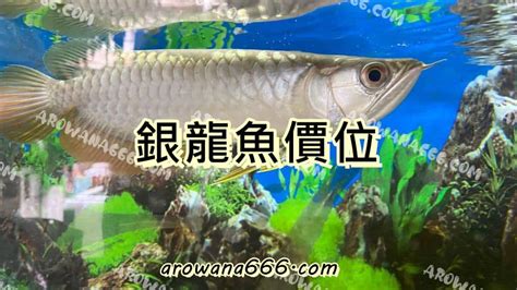 龍魚價格